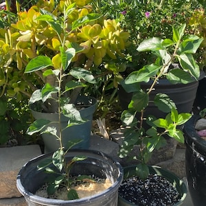 Honeycrisp Apple Tree: Grafted Organic Fruit Tree for Backyard Orchard,live plant
