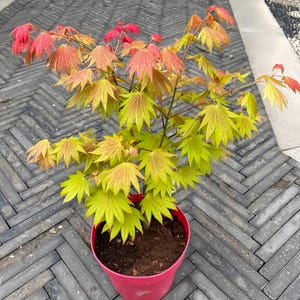 Acer shirasawanum Érable « Moonrise » – Érable du Japon avec feuilles de printemps roses et couleur d&#39;automne orange