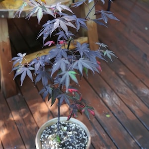 Acer palmatum « Tōhaku Nishiki » Plante vivante – Érable du Japon, feuillage panaché, arbre ornemental rare pour jardin ou bonsaï