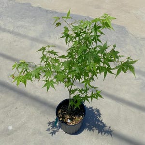 Acer palmatum &#39;Snow Dance&#39; - Érable du Japon panaché de blanc, arbre ornemental rare pour bonsaï et jardin