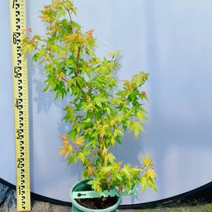 Plante vivante « Sode nishiki » d&#39;Acer palmatum – Érable du Japon, arbre ornemental pour bonsaï, magnifique feuillage de saison