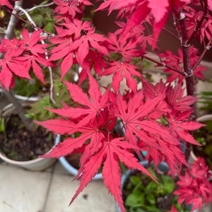 Purple Ghost Japanese Maple Tree – Stunning Red-Purple Foliage for Shade Gardens