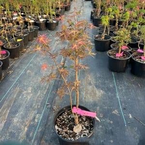 Érable du Japon Seiun - Acer palmatum &#39;Seiun&#39; avec un feuillage rouge-vert, une forme d&#39;arbre élégante et un potentiel de bonsaï