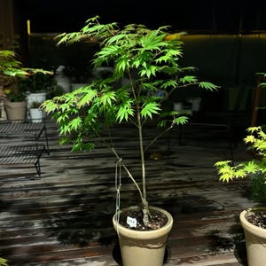 Palmatifolium Japanese Maple – Acer shirasawanum with Colorful Seasonal Foliage, Fast-Growing Ornamental Tree