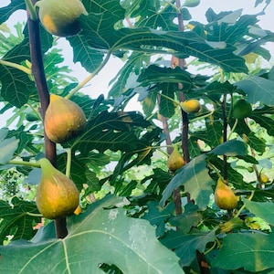Banana Fig Tree: Longue d’Aout, Huge Summer Figs,live plant