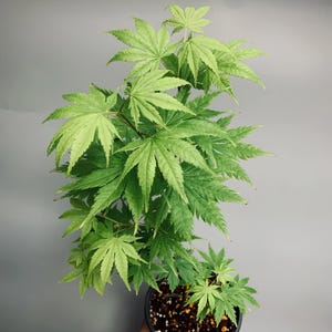 Acer palmatum « Sister Ghost » - Érable du Japon panaché compact avec des feuilles d&#39;automne jaune-orange