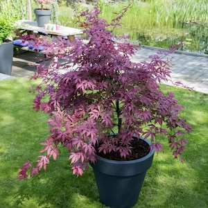 Amagi shigure Japanese Maple – Ghost Series Tree with Pink & Purple Veined Leaves, Compact 、Colorful for Shade Gardens
