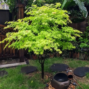 Summer Gold Japanese Maple Tree – Heat-Tolerant Golden Foliage, Dwarf Garden Maple, Bonsai or Patio Plant