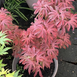 Acer palmatum ‘Shirazz’ Maple – Variegated Japanese Maple with Red-Pink Edges and Fall Color