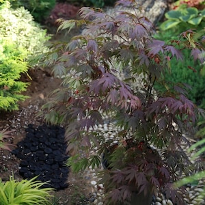 Acer palmatum ‘Oregon Sunset’ Maple – Compact Japanese Maple with Plum to Orange Fall Color