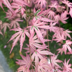 Marlo Japanese Maple Tree – Towering Landscape Specimen with Vibrant Red and Yellow Foliage for Garden Drama