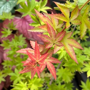 Akane Japanese Maple Tree – Rare Color-Shift Maple with Red, Orange, and Gold Foliage