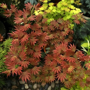 Johin Japanese Maple Tree – Elegant Wine-Red Leaves with Yellow Veins, Perfect for Shaded Gardens or Patio Landscapes