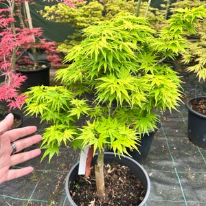 Ryusen Japanese Maple Tree – Elegant Weeping Form with Red Fall Color for Small Gardens