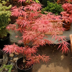 Érable du Japon Jewel de Lileeanne - Feuillage panaché de rouge cerise et de rose, arbre compact avec des couleurs printanières rares pour les jardins