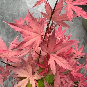 Taylor Japanese Maple Tree – Pink Variegated Foliage, Compact Growth, Ideal for Containers & Shade Gardens