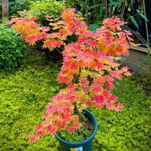 Acer japonicum ‘Aconitifolium’  Maple – Dancing Peacock Japanese Maple with Spectacular Fall Foliage