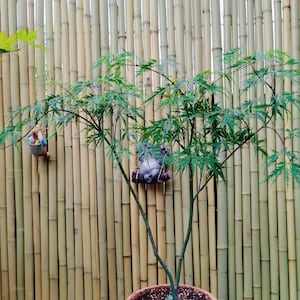 Érable du Japon Kaga-sudare - Acer palmatum avec des feuilles coupées en dentelle, des branches en cascade et une superbe couleur rouge automnale