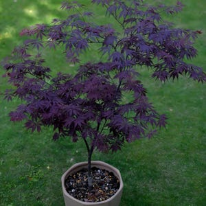 Black Lace Japanese Maple Tree – Deep Red Foliage with Laceleaf Texture, Compact Upright Growth, Ideal for Bonsai & Small Gardens