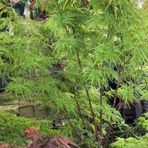 Acer palmatum ‘Seiryu’ Maple – Upright Laceleaf Japanese Maple with Golden Fall Color