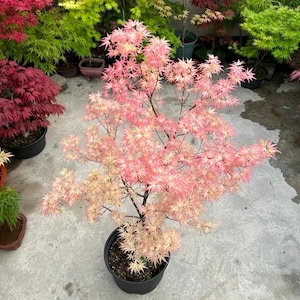 Butterfly Japanese Maple Tree – Variegated Foliage with Creamy Edges & Pink Tones, Compact Ornamental Tree for Patio Gardens