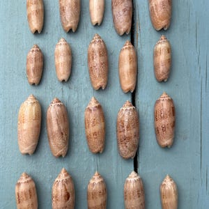 May include: An overhead shot displays a collection of seashells. The shells are oblong, with a light tan base color and darker brown markings. They are arranged on a weathered, light blue wooden surface, creating a natural, beachy aesthetic.