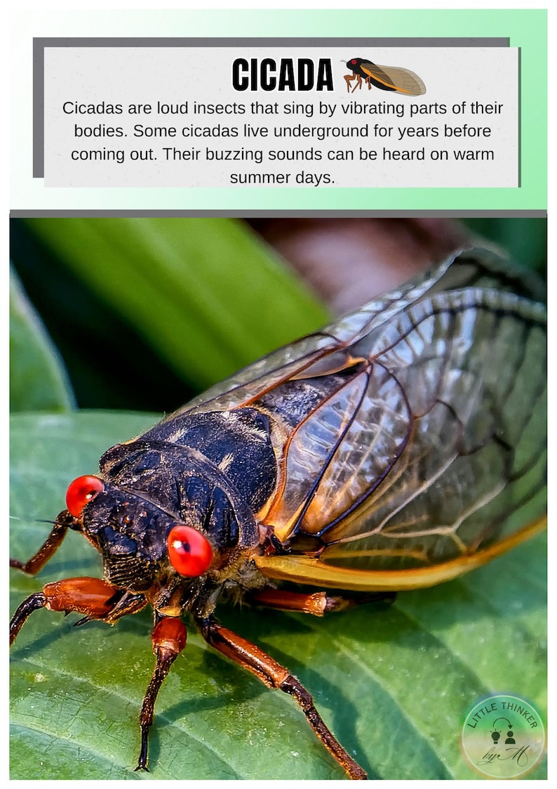 Cicada Text Bugs & Insects Flashcards: Fun Facts, Real Photos (digital Download) - Etsy