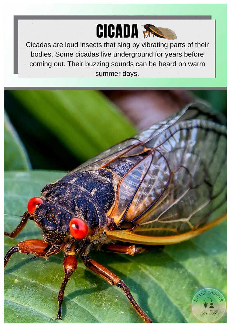 Bugs Insects Flashcards Fun Facts Real Photos digital Download Etsy