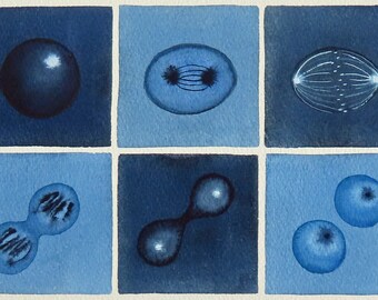 Deep Blue Mitosis  - original watercolor - cell cycle