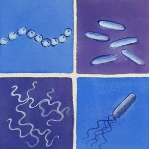 Bacteria in Lavender and Blue original watercolor painting microbiology art image 4