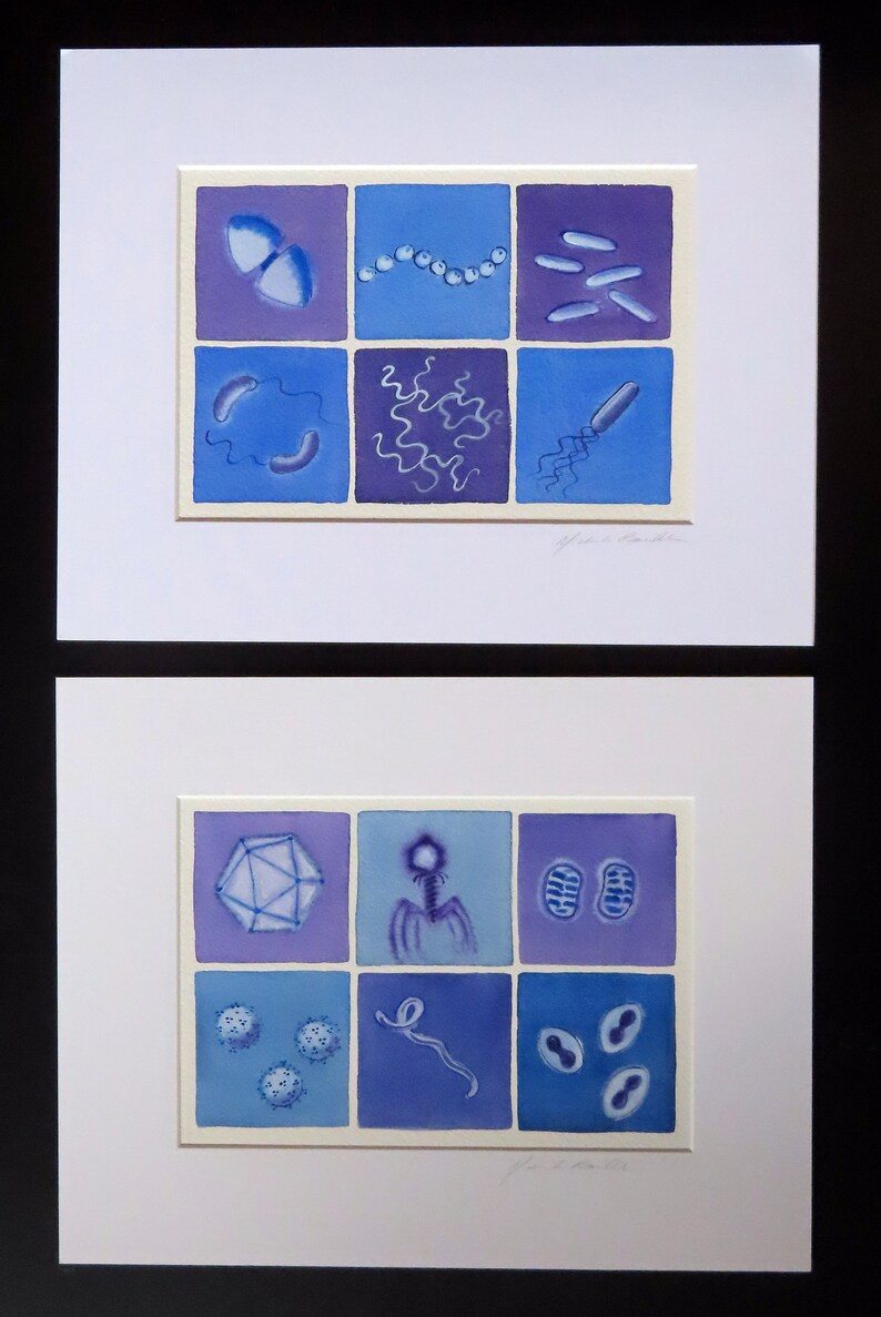 Bacteria in Lavender and Blue original watercolor painting microbiology art image 5