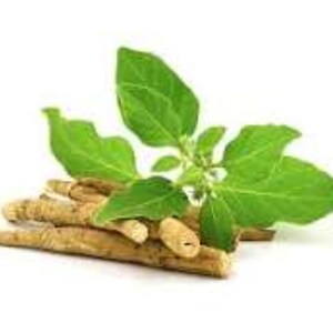 May include: A close-up of ashwagandha roots and leaves. The image shows several beige-colored roots with a cluster of bright green leaves and small white flowers. The background is plain white, highlighting the natural elements.