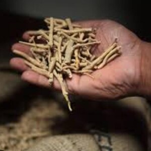 May include: A handful of light brown, dried ashwagandha roots. The roots are long, thin, and have a slightly curved shape. The image is taken in a dimly lit environment, with the roots held in a person's hand.
