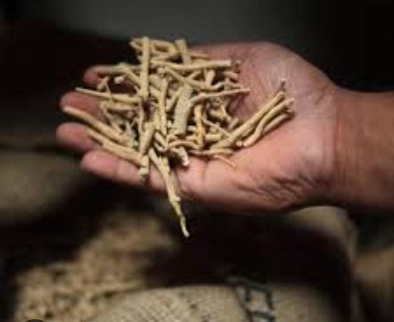 May include: A handful of light brown, dried ashwagandha roots. The roots are long, thin, and have a slightly curved shape. The image is taken in a dimly lit environment, with the roots held in a person's hand.