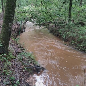 May include: A flowing stream of muddy brown water winds through a lush green forest. The water's surface reflects the surrounding trees and foliage. The scene is framed by trees and vegetation, creating a natural, serene environment.