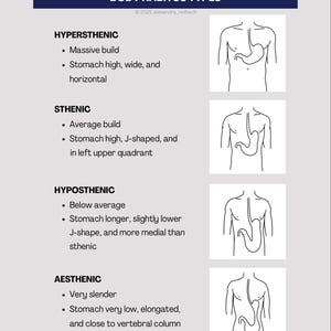 May include: A medical diagram showing four body habitus types: hypersthenic, sthenic, hyposthenic, and asthenic. Each type has a description and a line drawing of the human torso, showing stomach shape and position. The title "BODY HABITUS TYPES" is at the top of the image.