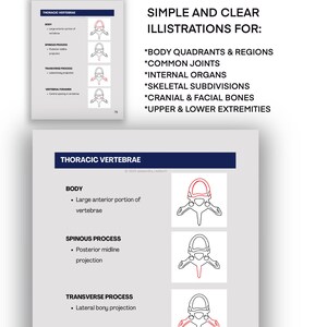 May include: Anatomy diagram of thoracic vertebrae, showing body, spinous process, and transverse process. The image includes the text "SIMPLE AND CLEAR ILLUSTRATIONS FOR: BODY QUADRANTS & REGIONS, COMMON JOINTS, INTERNAL ORGANS, SKELETAL SUBDIVISIONS, CRANIAL & FACIAL BONES, UPPER & LOWER EXTREMITIES."