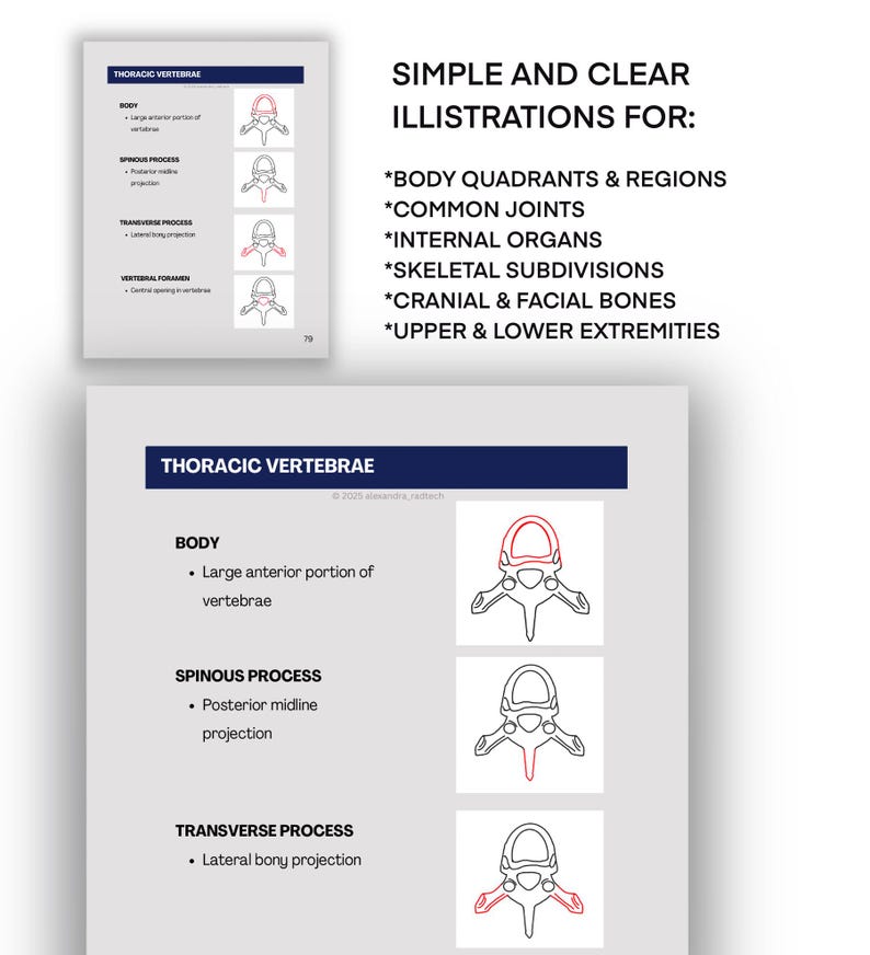 May include: Anatomy diagram of thoracic vertebrae, showing body, spinous process, and transverse process. The image includes the text "SIMPLE AND CLEAR ILLUSTRATIONS FOR: BODY QUADRANTS & REGIONS, COMMON JOINTS, INTERNAL ORGANS, SKELETAL SUBDIVISIONS, CRANIAL & FACIAL BONES, UPPER & LOWER EXTREMITIES."