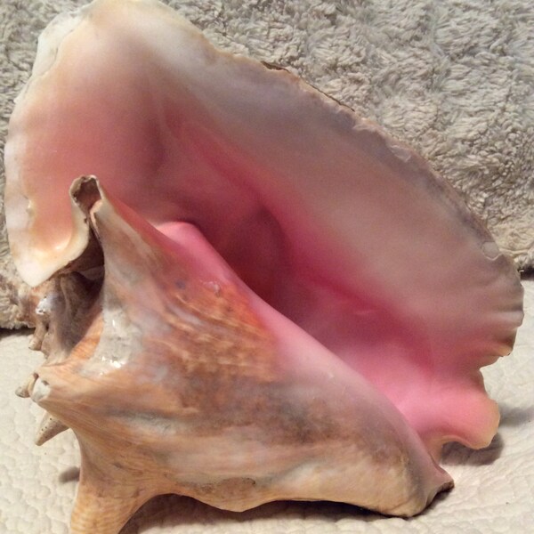 Extraordinary Extra Large Conch Shell 10.25" Natural Sea Pink Queen