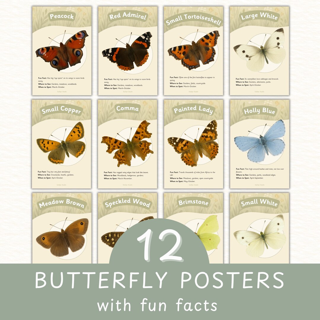 Butterfly Identification Poster Educational Exploring Nature Poster ...