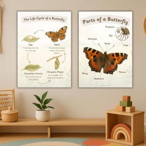 May include: Two educational posters about butterflies. One shows the life cycle, including egg, larva, pupa, and adult stages. The other poster illustrates the parts of a butterfly, such as the antenna, wings, and abdomen.
