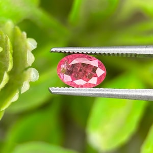 May include: A faceted, oval-shaped pink gemstone held by silver tweezers against a blurred green background. The gem has a vibrant, reddish-pink hue and displays internal patterns. The tweezers are positioned to showcase the gem's facets.