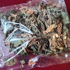 Red Jatropha Carcus Leaves (10g)