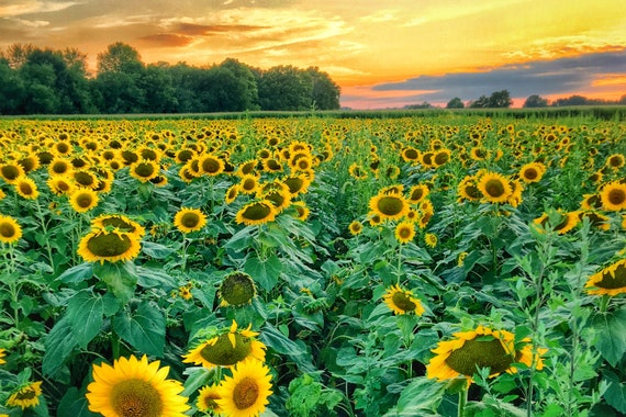 Sunflower Field At Sunset Flowers Indiana Yellow Field Etsy