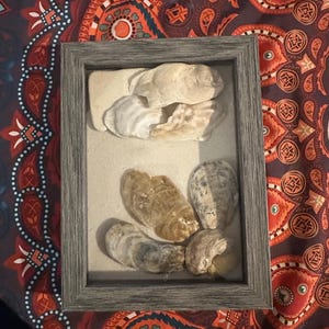 May include: A framed display of seashells in a weathered grey frame. The shells are arranged on a sandy background, showcasing natural colours of beige, brown, and white. A decorative item suitable for coastal or beach-themed interior design.
