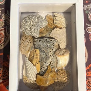 May include: A white framed shadow box containing a collection of seashells and coral pieces. The shells and coral are in shades of beige, tan, and off-white, with diverse textures and shapes. The background is a patterned fabric.