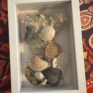 May include: A white framed shadow box filled with a variety of seashells. The shells are in shades of white, tan, and gray, with a few darker shells. The box is rectangular and has a glass front.