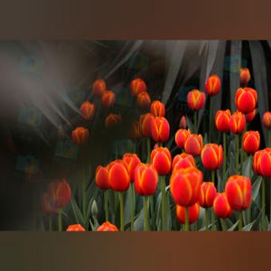 Red Tulip Wall Art – Vibrant Spring Flower Photography Print for Home or Office Decor | Nature Botanical picture | Fine Art Floral Gift