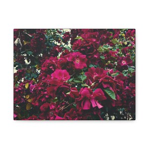 Floral Matte Canvas Wall Art - Pink Flower Burst for Home Decor