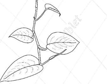 Art numérique Pothos, coloriage à imprimer en noir et blanc